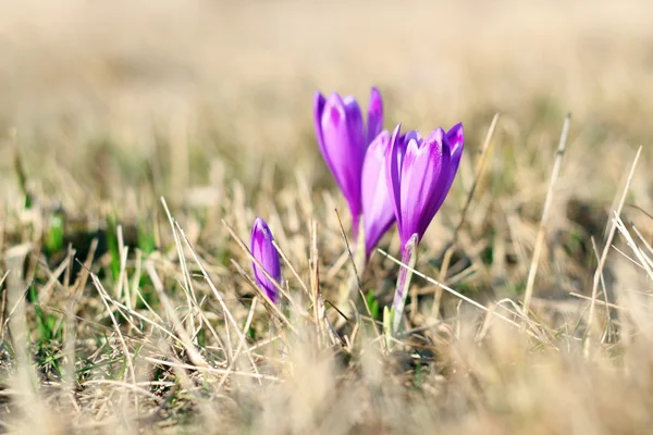 Spring wild flowers — Stock Photo, Image