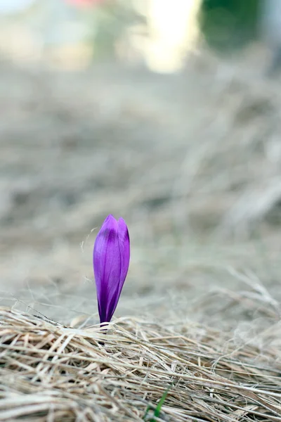 Färgglada crocus i våren — Stockfoto