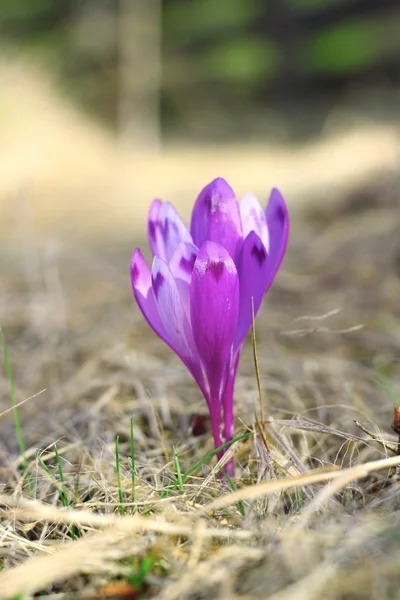 Szczegóły krokus sativus — Zdjęcie stockowe