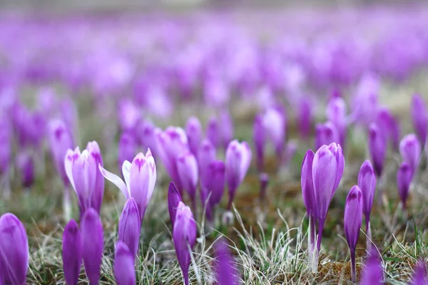 Weiland met wild Lentebloemen — Stockfoto