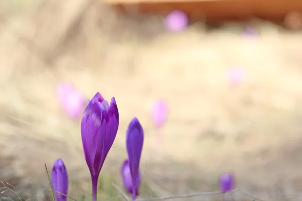 Purple flowers in early spring — Stock Photo, Image