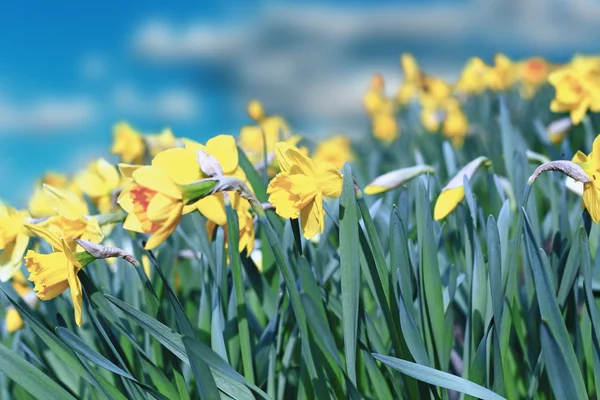 Narcisos amarillos —  Fotos de Stock