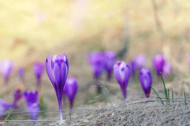 Menekşe crocus sativus bahar