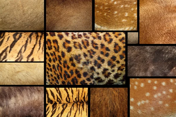 Collection of textured - animal fur — Stock Photo, Image