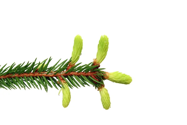 Fir branch with buds — Stock Photo, Image