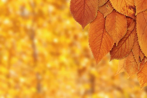 Folhas de cereja sobre fundo da floresta — Fotografia de Stock