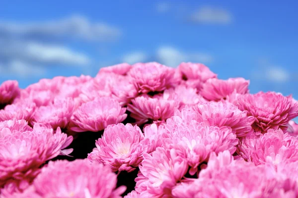 Розовый хризантемы букет — стоковое фото