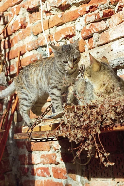 Gatos brincando fora — Fotografia de Stock