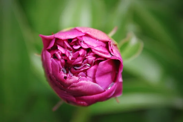 Peonía rosa Bud —  Fotos de Stock