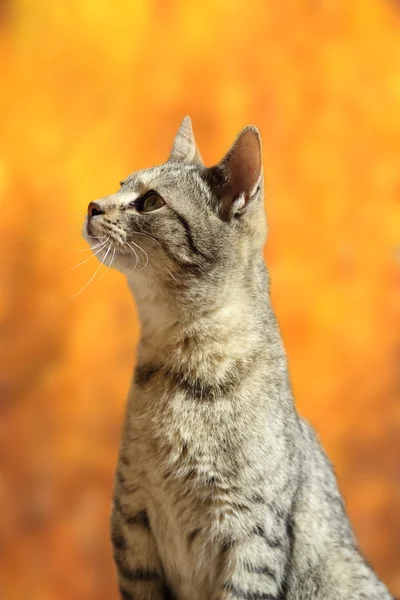 Gestreifte Katze in Herbstszene — Stockfoto