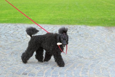 Çirkin siyah köpek