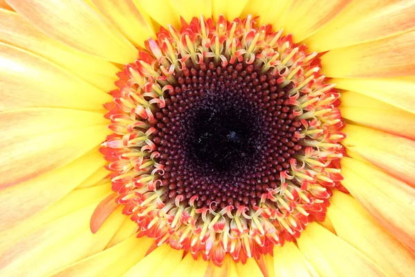Nahaufnahme einer Blume — Stockfoto