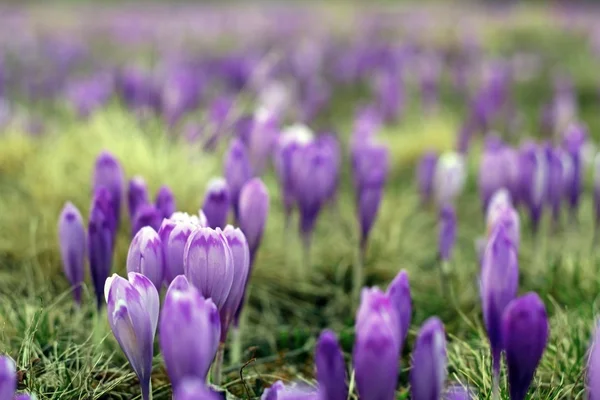 Violette wilde Frühlingsblumen — Stockfoto