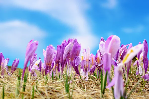Grupp våren vilda blommor — Stockfoto