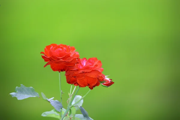 Fresh red roses in the garden — Stock Photo, Image