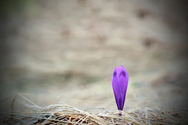 Sign of spring — Stock Photo, Image