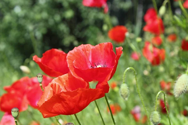 Detail of beautiful poppies — Stock Photo, Image