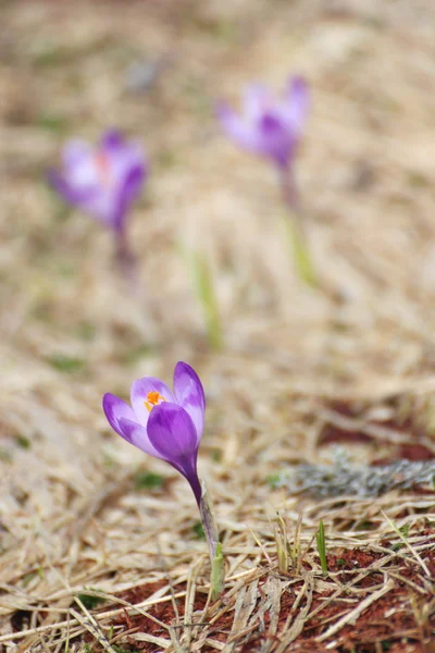 Eerste wilde bloemen van de lente — Stockfoto
