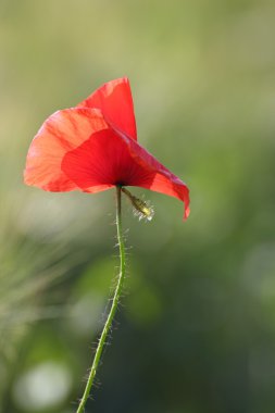 Kırmızı gelincik Rüzgar tarafından üflenir