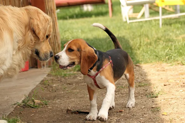 Beagle jugando con golden retriever —  Fotos de Stock