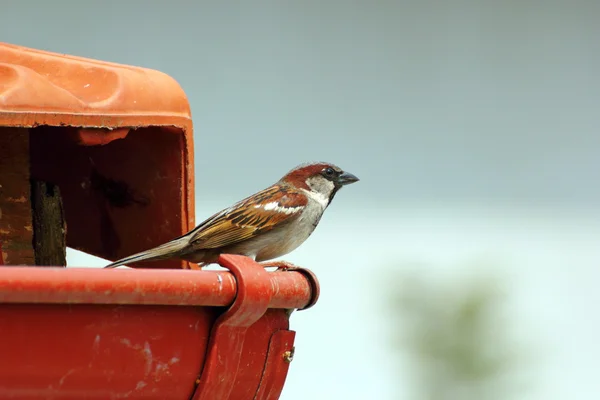 Mužské vrabec na střeše — Stock fotografie