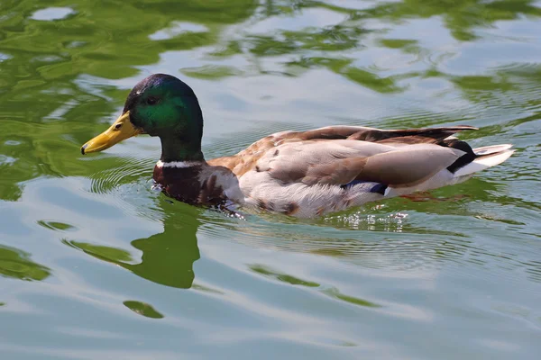 Wilde eend zwemmen in het meer — Stockfoto