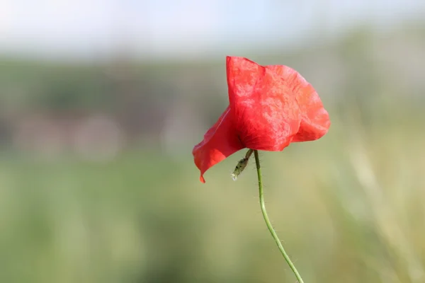 Detail of red poppy — Stock Photo, Image