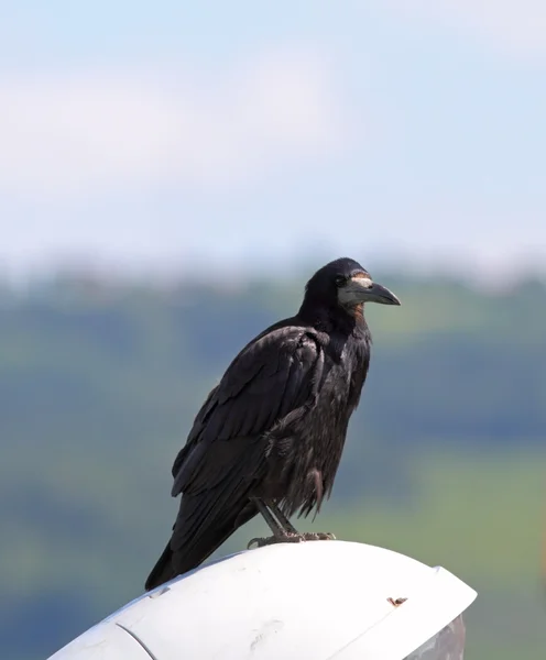 Cuervo negro (corvus frugilegus  ) — Foto de Stock