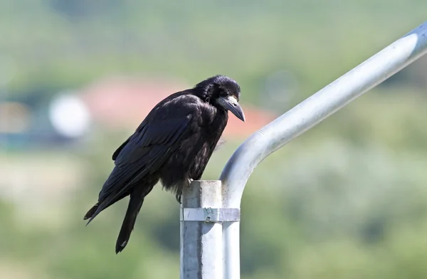 Corvo preto em um pilar de metal — Fotografia de Stock