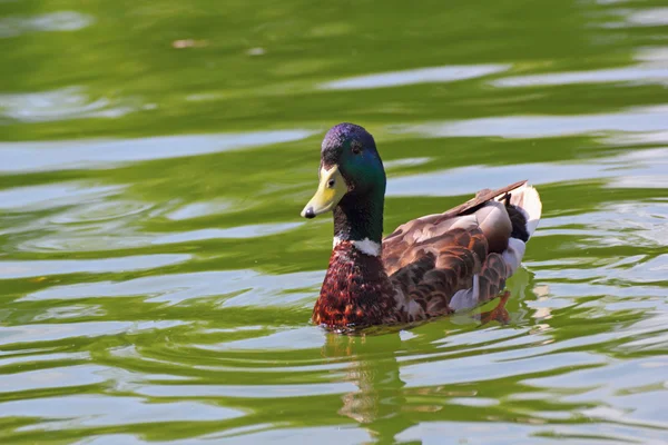 Mooie mallard duck — Stockfoto