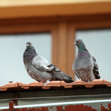 Çatıda duran iki güvercin