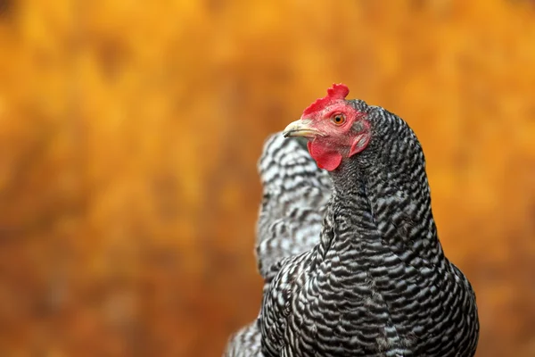 Büyük tavuk portre sonbaharda ayar — Stok fotoğraf