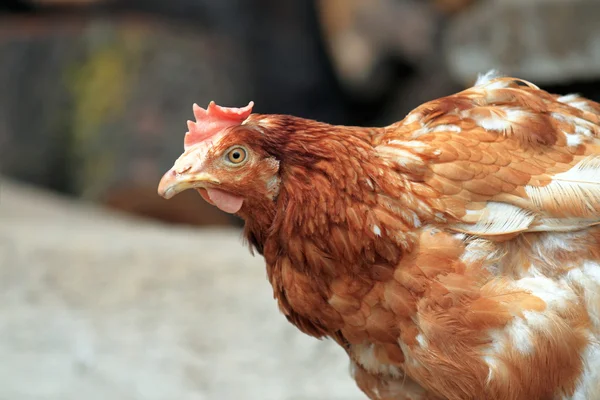 Brown hen portrait — Stock Photo, Image