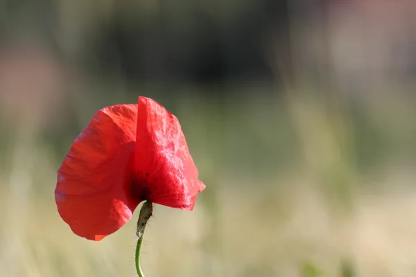 Colorful poppy detail with bokeh — Stock Photo, Image