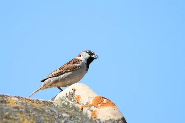 Σπίτι sparrow σε στέγη — Φωτογραφία Αρχείου