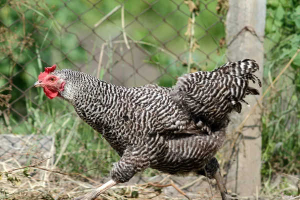 Galinha correndo na fazenda — Fotografia de Stock