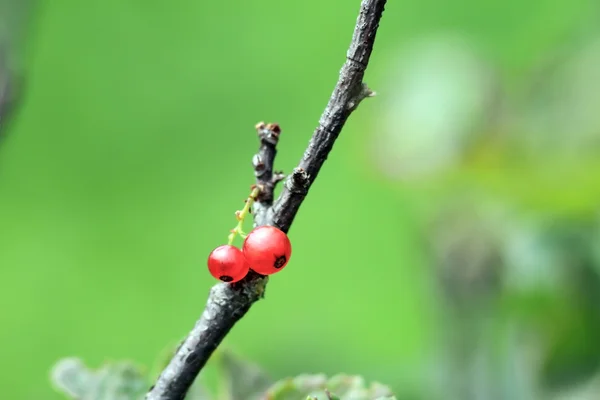 Visión minimalista de la grosella roja — Foto de Stock