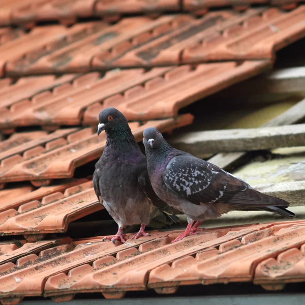 Par de palomas en el techo — Foto de Stock