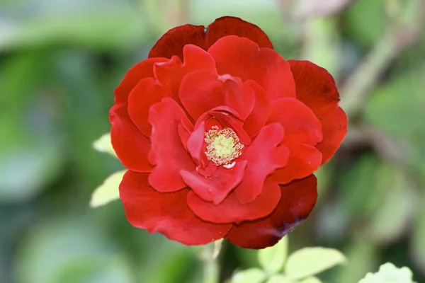 Red rose in bloom — Stock Photo, Image