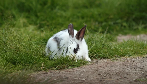 Malý bílý králík skrývá v trávě — Stock fotografie