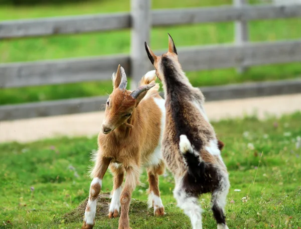Cabras jovens lutando — Fotografia de Stock