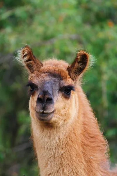 Curious llama looking at the camera — Stock Photo, Image