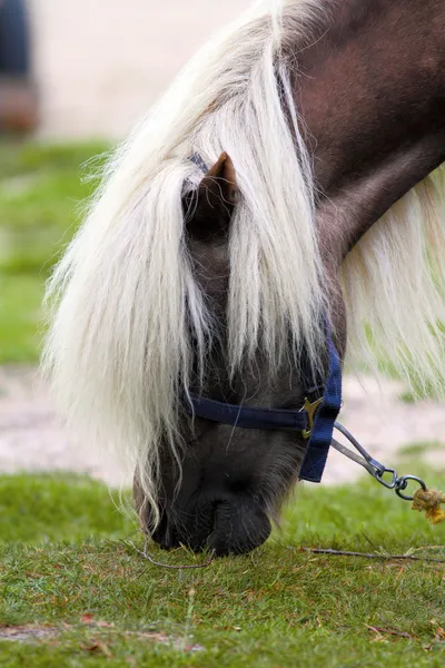 Beautiful pony grazing — Stock Photo, Image