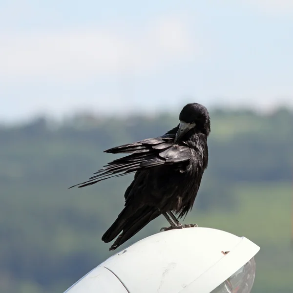 Corvus frugilegus arañándose — Foto de Stock