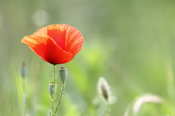 Detail of a red poppy in bloom — Stock Photo, Image