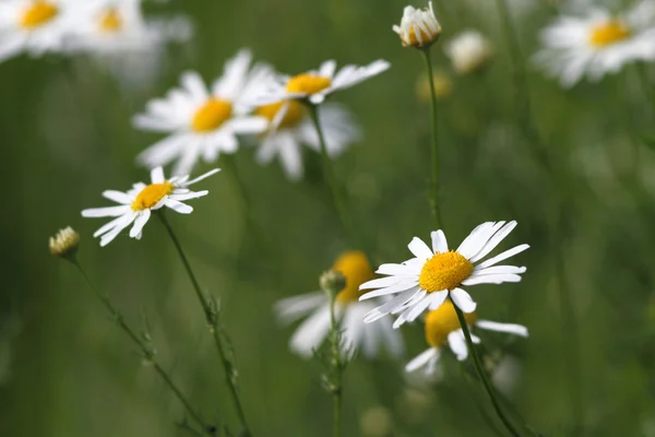 Gänseblümchen auf der grünen Wiese — Stockfoto