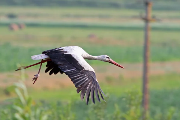 Cicogna bianca in volo sui campi verdi — Foto Stock