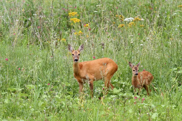 鹿 doe 和她的孩子 — 图库照片