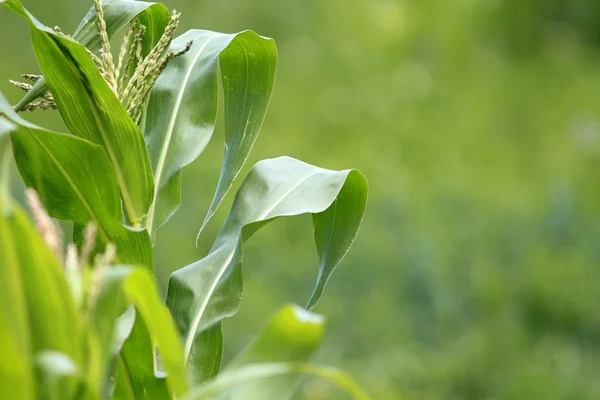 Maize plant — Stock Photo, Image