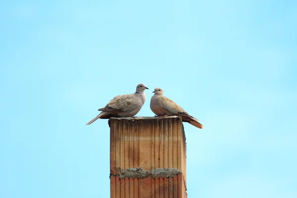 Két turtledoves — Stock Fotó
